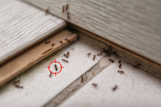 Best Wildlife Control Services  in Minor, AL