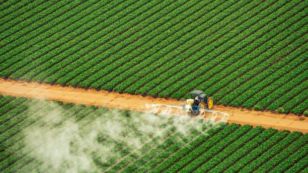 Best Pest Removal Services  in Minor, AL