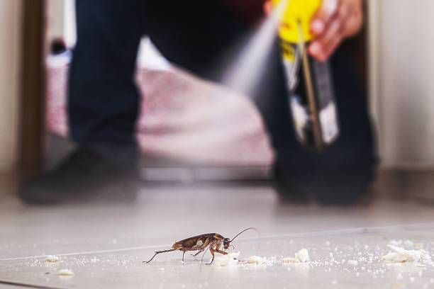 Best Termite Control Services  in Minor, AL